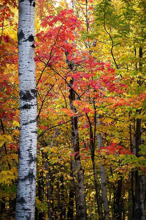 Bright fall colors on birch trees in the porcupine mountain in the upper peninsula are stunning with reds and yellow leaves. 