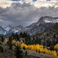Golden Aspens and Snow by Cat Connor