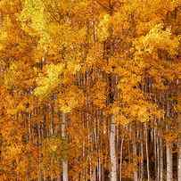 Aspen Forest Fall Colors by Christopher Johnson