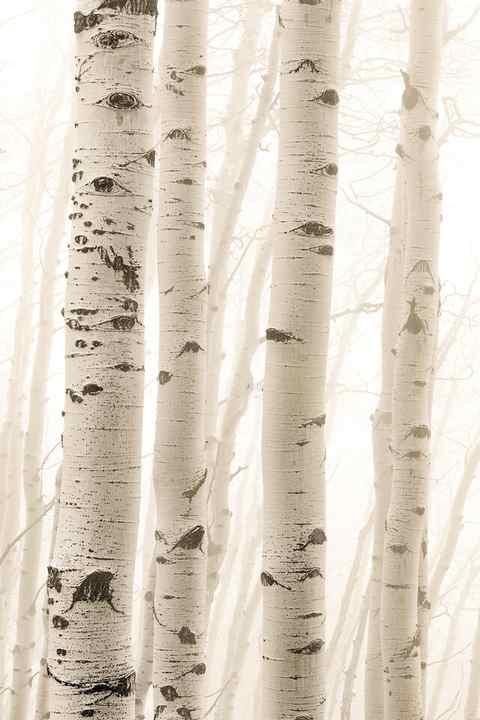 Aspen trees covered in fog on the mountain side in Telluride Colorado. The heavy fog turned these trees into a mystical scene. 