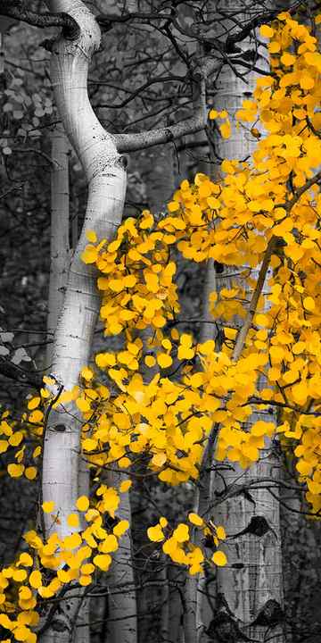 Glowing yellow leaves cover this aspen tree in the forest. A bent tree trunk holds the yellow leaves in the bright light. 