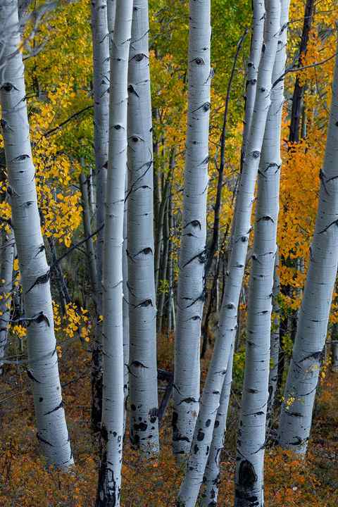 Tall, white aspen tree trunks stand in the forest with leaves of yellow and green around them.