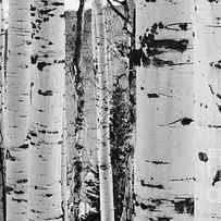 Aspen Trees by Kate Stoupas