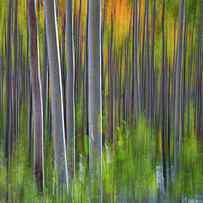 Artistic Aspens 3 by Larry Marshall