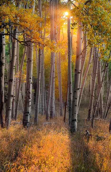 Evening warm light casts thru the forest of the San Juan mountains during sunset. These aspens trees were just glowing with amazing light as the sun was setting