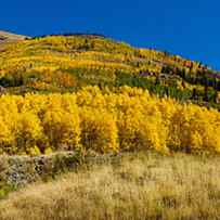 Aspen Trees On Mountain, Alpine Loop by Panoramic Images
