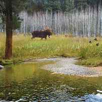 Moose in Forest Aspens by Christopher Vest