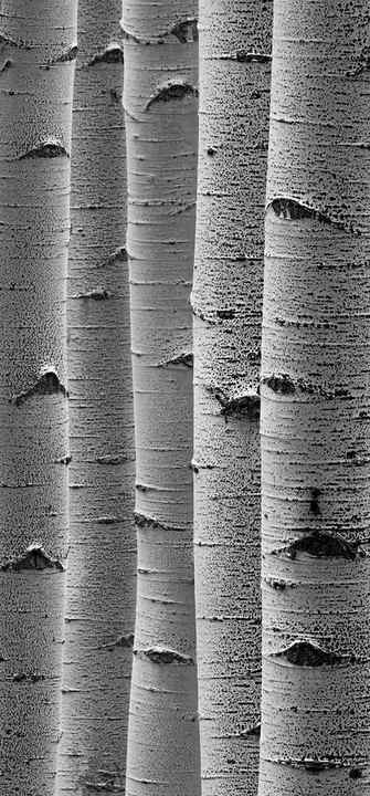 Vertical aspen trees look like a deck of cards in black and white. Soft light hits the side of the tree trunks showing the texture of the trees. 