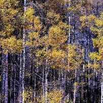 Golden Aspen Forest Details by Christopher Johnson