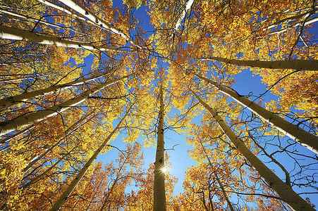 Wall Art - Photograph - Aspen Tree Canopy 2 by Ron Dahlquist - Printscapes