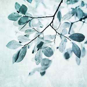 Wall Art - Photograph - Leaves In Dusty Blue by Priska Wettstein