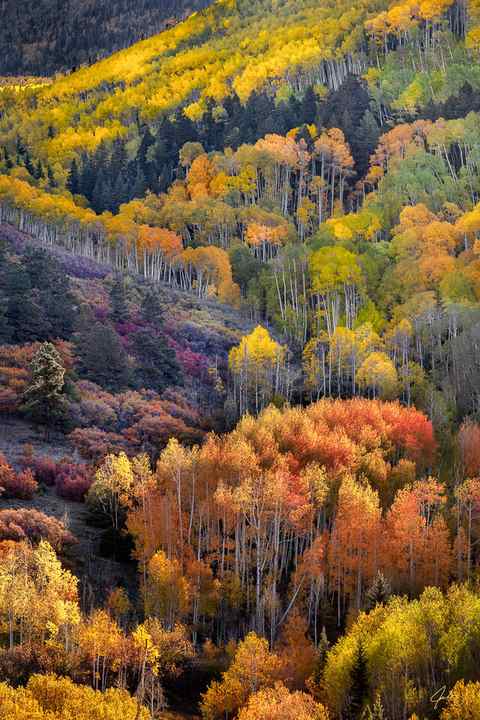 The fall colors in Colorado are absolutely stunning during the fall season. Mixtures of colors from every mountain peak with blazing colors from Aspen trees.