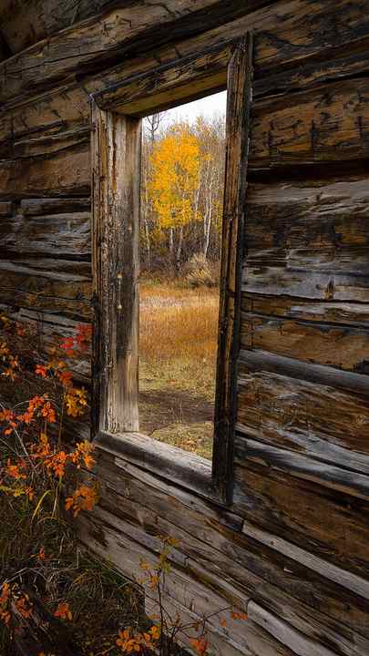 Pictured is a wall in an old run down log cabin with red-orange flowers growing inside and a golden aspen tree seen through a window.