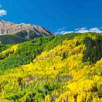 Aspen Trees With Mountain by Panoramic Images
