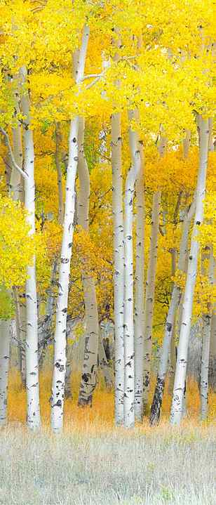 Towering aspen trees with rich yellow peak colors fill the San Juan mountains forest with amazing views. 