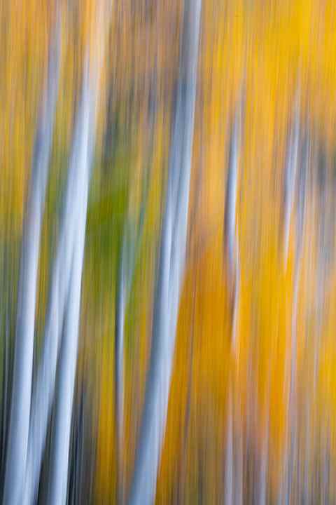Blurred aspen trees are seen with their white trunks and yellow leaves in the background.