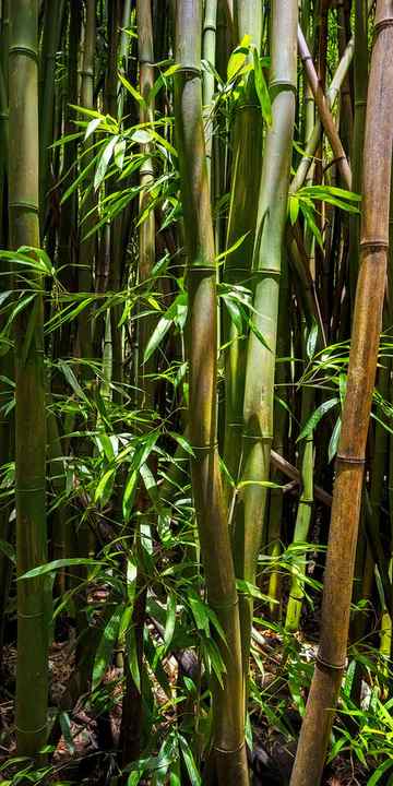 Bamboo trees with sunlight filtering through the canopy.
