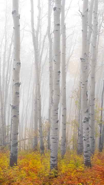 Aspen trees stand in the early morning fog in this forest in Colorado. The fall colors peak during the September fall. 