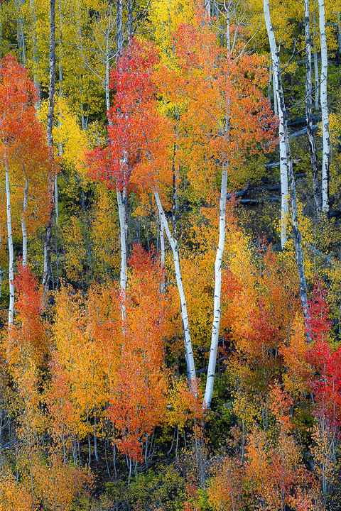 The back country roads of Colorado always has some of the most gorgeous fall color aspen trees. They are around every bend on the road filled with color. 