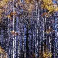 Autumn Aspen Forest Details by Christopher Johnson