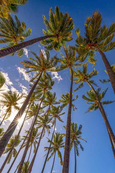 Palm tree canopy is seen with a blue sky above.