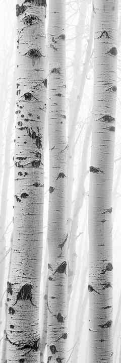 Aspen trees covered and wrapped in thick fog in the mountains of Colorado. These trees look like a black and white image. 