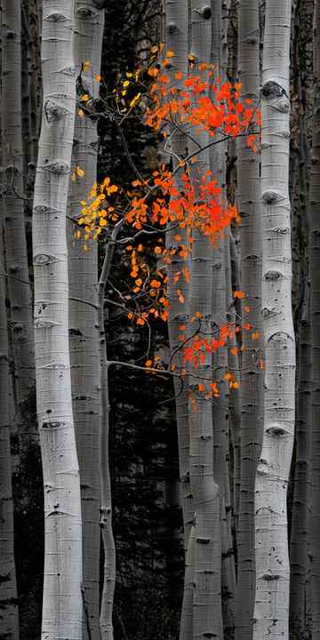 Brightly colored tree leaves showing off their colors with red, orange and yellow. Tree trunks on both sides frame this little fall color scene in Colorado. 