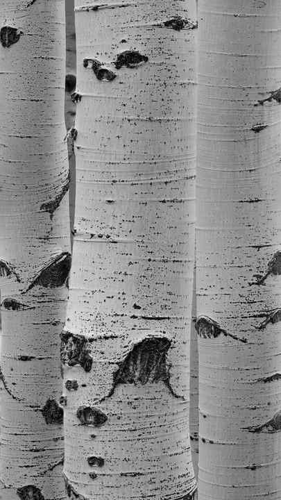 A close up picture of Aspen trees shows little eyes on the bark. The bark is white with blacks marks on the tree. 