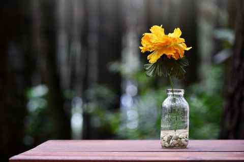 a vase with a yellow flower in it - Download Free Stock Photos Pikwizard.com