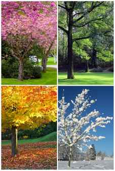 Four seasons collage spring summer autumn winter Stock Photo