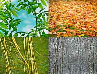 The four seasons closeup nature