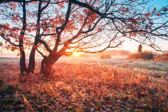 Autumn sunrise on meadow sun shines through branches with red foliage to ground covered by colorful leaves fall tranquil background Stock Photo