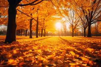 Golden autumn landscape with yellow trees and sun Stock Photo