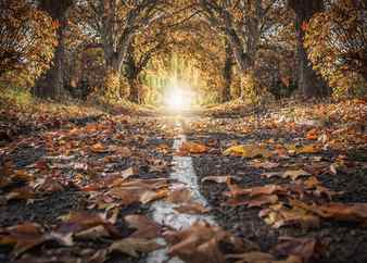 Autumn landscape the road to the park scattered with fallen autumn leaves in the fall Stock Photo