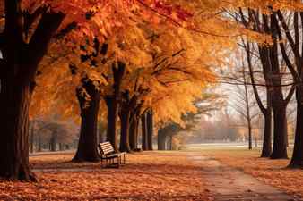 Autumn trees line the path in a park with a bench