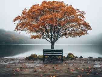 Lonely tree on a foggy lake with a bench in front of it Stock Photo