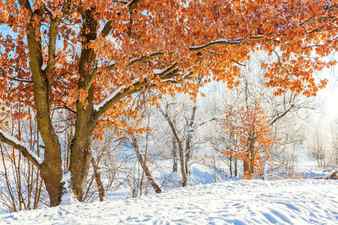 Frosty trees in snowy forest cold weather in sunny morning tranquil winter nature in sunlight inspirational natural winter garden or park peaceful cool ecology nature landscape background Stock Photo