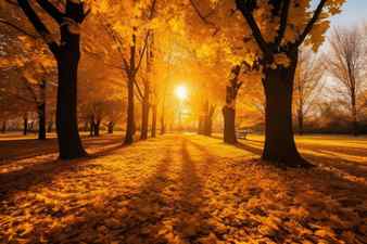 Stunning autumn scenery golden trees sun vibrant colors falling leaves