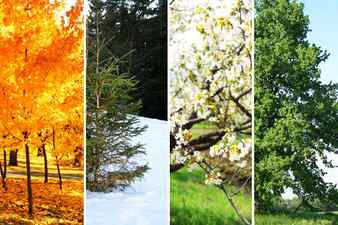 Four seasons collage several photos of beautiful trees at different time of the year winter spring summer autumn Stock Photo