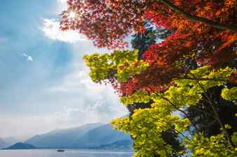 Two colorful maples trees one with green the other with red leaves overlook lake como in northen italy the sun can be seen streaming through red maple leaves in the afternoon sunshine