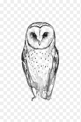 gray owl sketch, Barn owl Tattoo Idea Drawing, owl, watercolor Painting, white png thumbnail