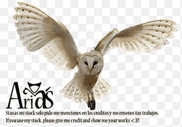 Owl2, white barn owl with black text overlay, png thumbnail
