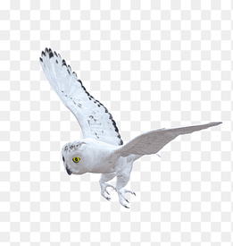 E S Owl, white and black owl flying, png thumbnail