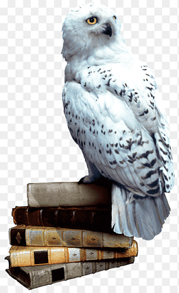 white and black owl on pile books illustration, Harry Potter and the Philosopher