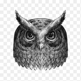 Owl Drawing Black and white, Scorpion Animals, insects, monochrome png thumbnail