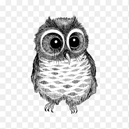 gray owl illustration, Owl Drawing Bird Black and white graphy, Black and white line drawing big eyes owl, white, animals png thumbnail