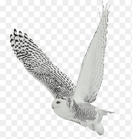 white and black owl flying, The White Owl Black-and-white Owl Bird Barred Owl Snowy owl, Owl, animals, owl png thumbnail