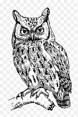 Eastern screech owl Bird Great Horned Owl, black and white owl, monochrome, vertebrate png thumbnail