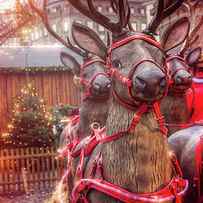 Reindeer at Copenhagen Christmas Market by Carol Japp