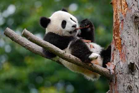 Лживая молодая гигантская панда — стоковое фото